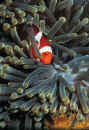 Clown Fish with Anemone: | Scuba Center has been selling quality scuba diving equipment and snorkeling equipment since 1973. You will find a wide selection of scuba diving equipment and snorkeling equipment at both our Minneapolis and Eagan, Minnesota dive shop locations. | Shop for Scuba Diving Equipment, Snorkeling Equipment, Public Safety Diving Equipment, Technical Diving Gear, Underwater Digital Photography Equipment, and Diving Accessories online.