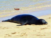 Hawaiian Monk Seal / Monachus schauinslandi / `Ilio holo I ka uaua (dog that runs in rough water) -- The Hawaiian Monk Seal was listed as an endangered species in 1976 under the Federal Endangered Species Act. Scientist estimate about 1,300 to 1,400 monk seals live in the Hawaiian islands chain today. The species has declined at approximately 11% per year since 1989 and is the most endangered U.S. marine mammal. -- Photo: Inez Avery / Scuba Center