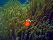 SeaLife Underwater Digital Cameras, DC1200 Underwater Digital Camera, SL960D Digital Underwater Flash, SeaLife Accessory Lenses | For over 25 years, Pioneer Research, has made the worlds most popular underwater cameras. Pioneer developed SeaLife Cameras in 1993, as a new breed of cameras that made it easier and more enjoyable then ever before to take pictures underwater. In 2000, SeaLife pioneered underwater imaging with the introduction of its first digital camera that revolutionized the underwater imaging. Today, SeaLife offers a wide array of popular underwater film and digital cameras, and underwater camera accessories. SeaLife is the only truly expandable camera system that allows you to add accessories when you want - all SeaLife underwater strobes and lenses are interchangeable with any SeaLife underwater camera. | Photo taken with SeaLife Underwater Digital Camera