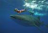 Yucatan, Mexico Diving and Snorkeling adventure | Scuba Center Group Dive Trips | Dive Travel