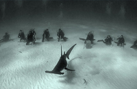 Neal Watsons Bimini Scuba Center | Hammerhead Shark Dive