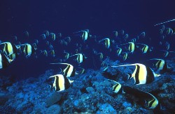 Palau Group Dive Trip | Palau has been named one of the Underwater Wonders of the World. An archipeligo surrounded by a fringe reef, Palau's waters are packed with a great diversity of marine life. | http://www.visit-palau.com