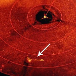 Dive Rescue / Recovery Manikins are visible to sonar. | Image taken using a Konsberg Sector Scan Sonar.