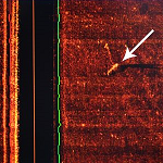 Dive Rescue / Recovery Manikins are visible to sonar devices. | Image taken using a Cmax CM2 Side Scan Sonar.