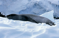 Antarctica | Scuba Center Dive Travel | Photo: Tom Pederson