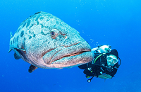 Giant Potato Cod | Australia Group Dive Trip | Scuba Center