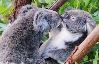 Rainforestation Nature Park Australia | Koalas | Scuba Center Group Travel