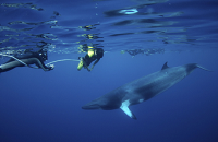 Minke Whales | Australia Group Dive Trip | Scuba Center