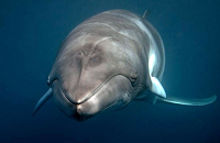 Minke Whale | Australia Group Dive Trip | Scuba Center