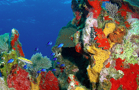 CoCo View Resort reef diving | Scuba Center group dive trip.