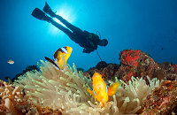 Paradise Taveuni Fiji | Dive Rainbow Reef | Scuba Center