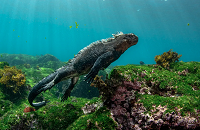 The marine iguana (Amblyrhynchus cristatus), also known as the sea iguana, saltwater iguana, or Galpagos marine iguana, is a species of iguana found only on the Galpagos Islands (Ecuador).