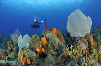Golden Rock Resort | Scuba Center St Eustatius  Dive Trip
