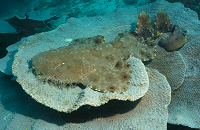 Dive in Indonesia with Scuba Center | Raja Ampat, Banda Sea, Halmahera