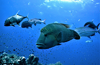 Raja Ampat Indonesia group dive trip. | Scuba Center dive travel.