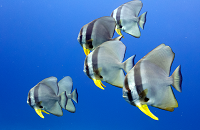 Thailand Aggressor Liveaboard Group Dive Trip | Bat Fish | Scuba Center Dive Travel