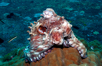 Thailand Aggressor Liveaboard Group Dive Trip | Octopus | Scuba Center Dive Travel